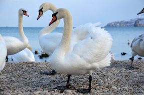 Лебеди 