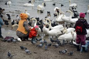 Люди подкармливают лебедей