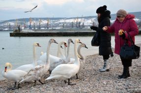 Люди подкармливают лебедей