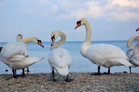 Лебеди 