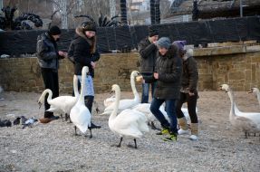 Люди подкармливают лебедей