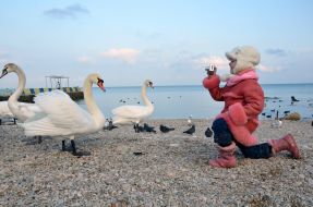 Девочка фотографирует лебедя