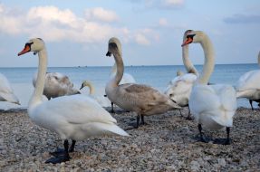 Лебеди 