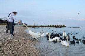 Люди подкармливают лебедей