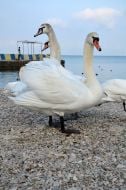 Лебеди 