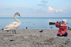 Девочка фотографирует лебедя