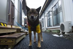 Kuro dog