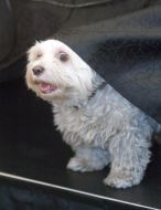 Болонка Текіла