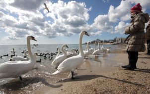 Девушка подкармливает лебедей