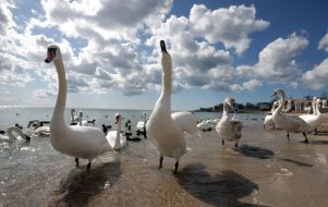 Лебеди 
