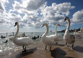 Лебеди 