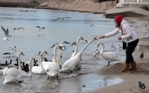 Девушка подкармливает лебедей