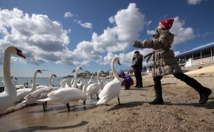 Девушка подкармливает лебедей