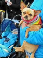 Марш в защиту бездомных животных