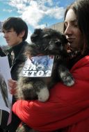 Марш в защиту бездомных животных