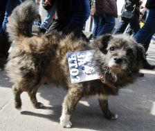 Марш в защиту бездомных животных