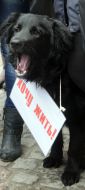 Марш в защиту бездомных животных