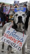 Марш в защиту бездомных животных