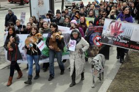 Марш в защиту бездомных животных