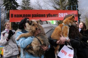 Марш в защиту бездомных животных