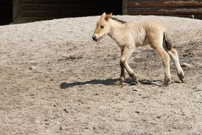 Przhevalsky foal Taha