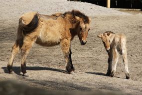 Przhevalsky foal Taha