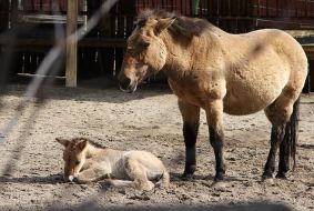 Przhevalsky foal Taha