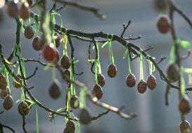 Писанки на деревьях