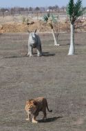 Lion in the safari-park