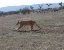 Lion in the safari-park