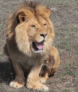 Lion in the safari-park