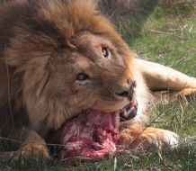 Lion eats meat in the safari-park