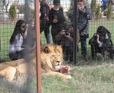 Lion  in the safari-park