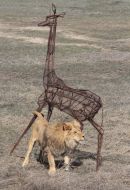 Lion in the safari-park