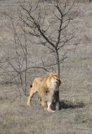 Lion in the safari-park