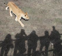 Lion in the safari-park