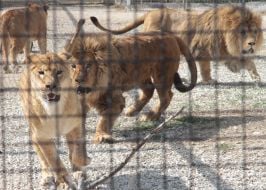 Lions in a safari-park