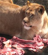 Lion in the safari-park