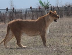 Lion in the safari-park