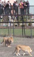 Lions in a safari-park