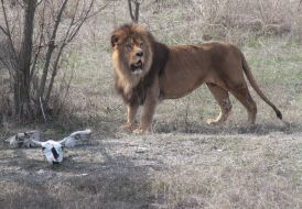 Lion in the safari-park