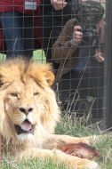 Lion in the safari-park