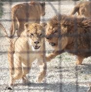 Lions in a safari-park