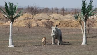Lion in the safari-park
