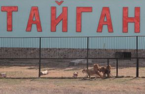 Lions in a safari-park