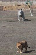 Lion in the safari-park