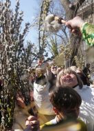 Consecration of pussy willow