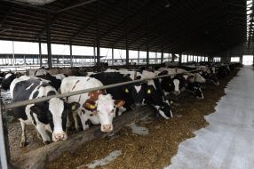 Dairy farCows 