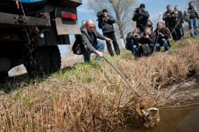 Settling of the river by fish