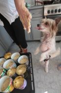 The dog licks the mistress of the dough with hands